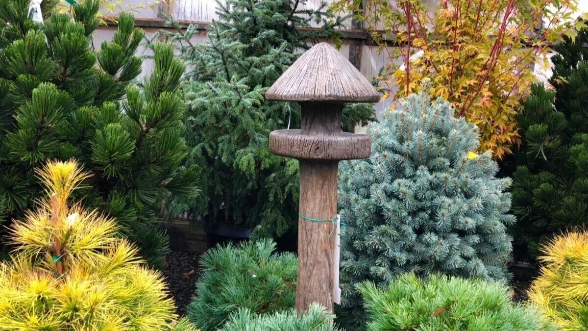 The Fascinating World of Conifers