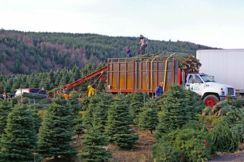 Christmas Hills Tree Farm workers loading truck