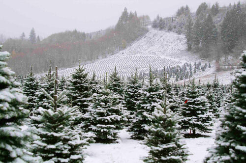 圣诞山树木农场被白雪覆盖