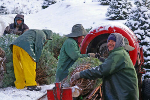 Christmas Hills Tree Farm workers