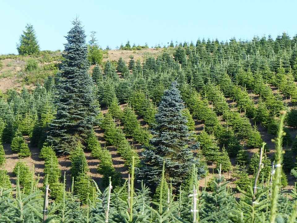 Christmas Hills Tree Farm trees