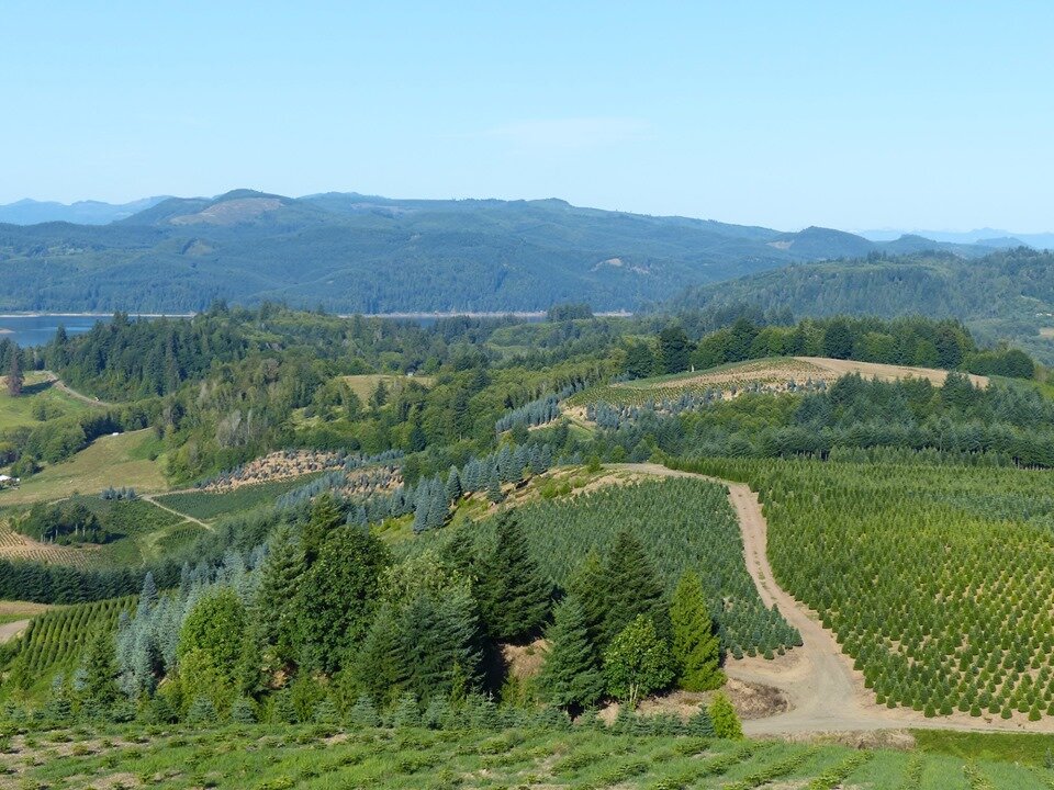 Christmas Hills Tree Farm