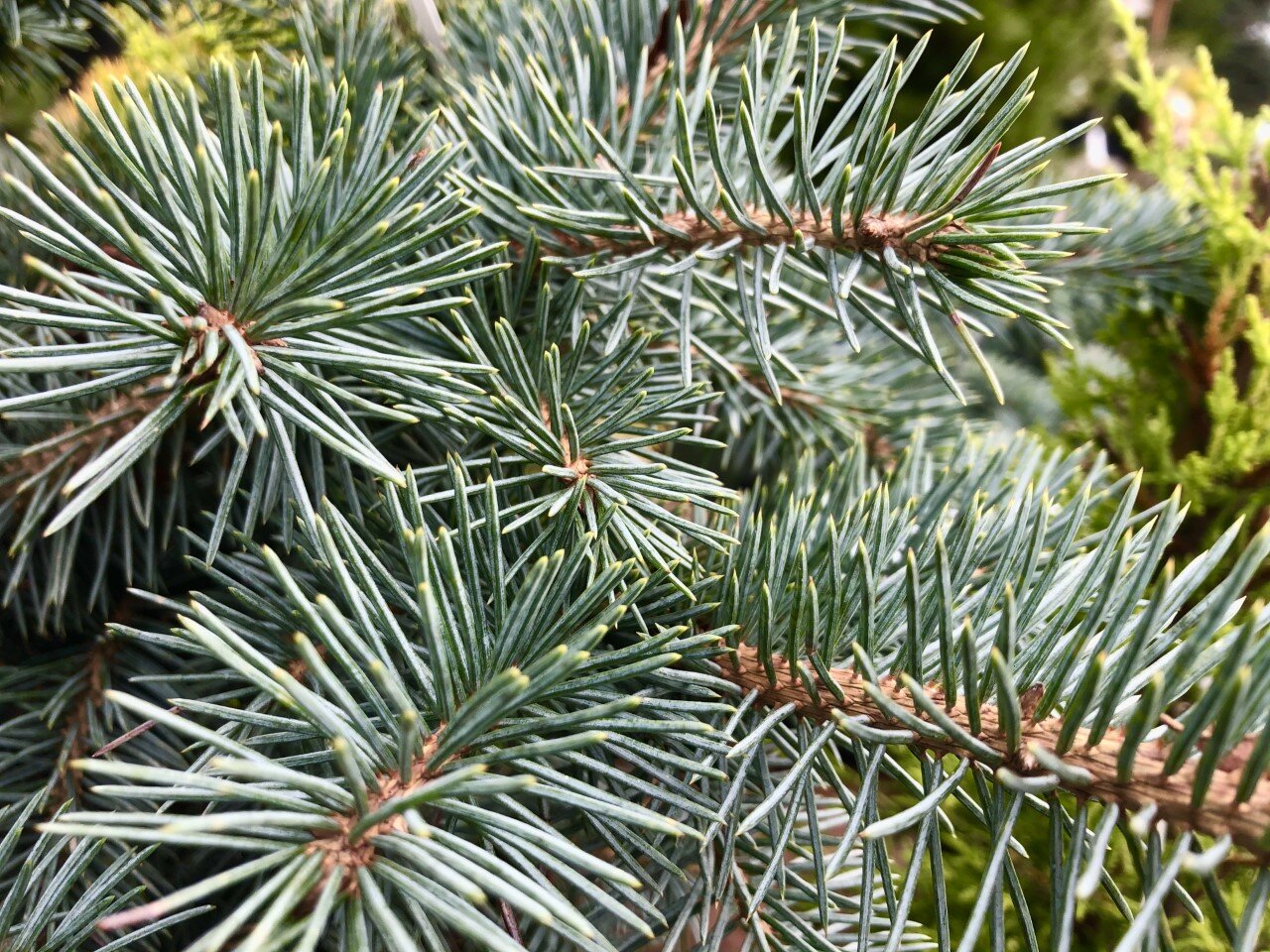 Avatar Blue Spruce