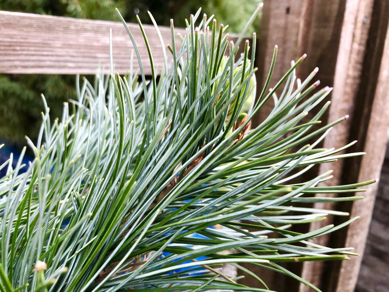 Blue Angel White Pine