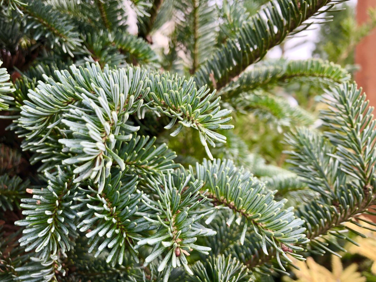 Tyler Blue Balsam Fir