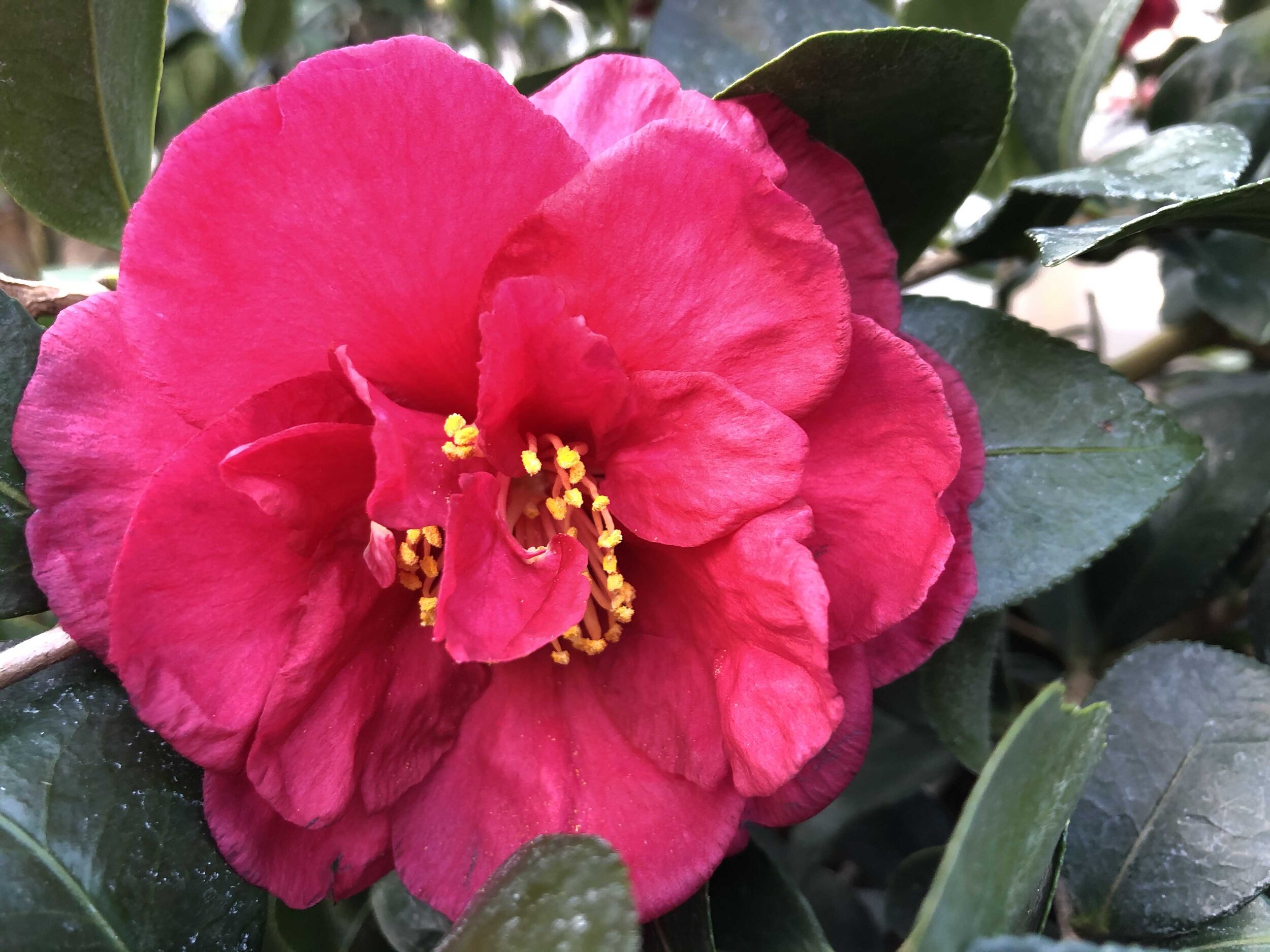 鸿运Camellia.jpg