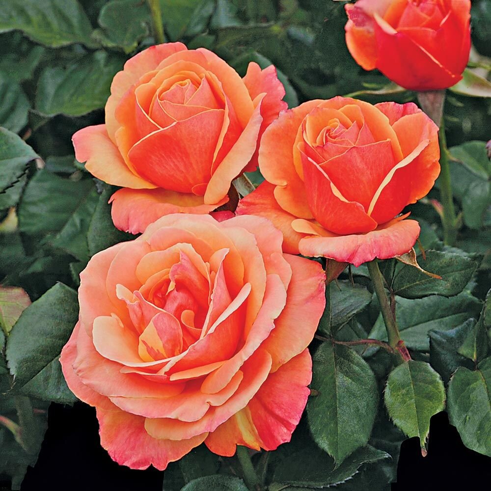 Queen Elizabeth Grandiflora Rose