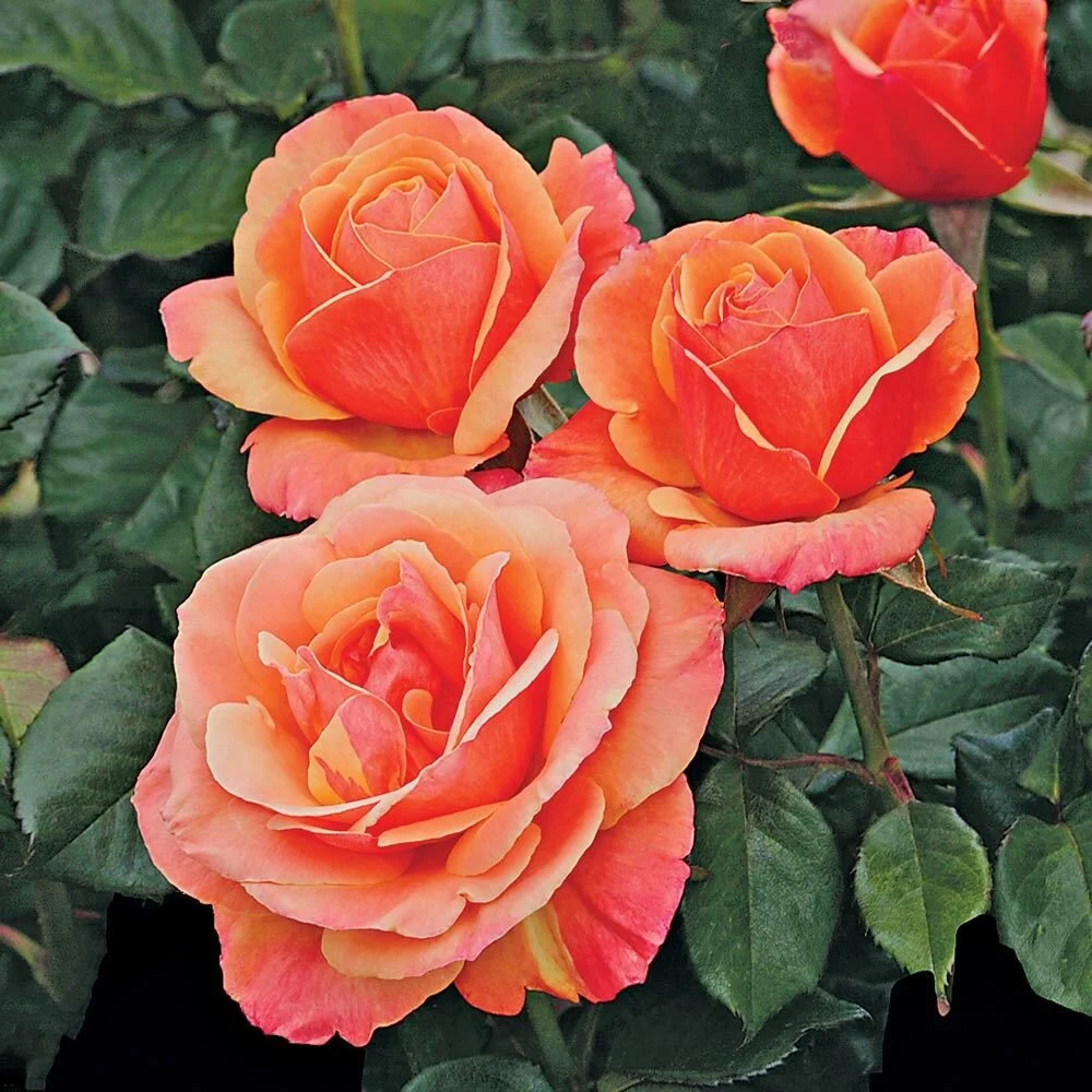 Queen Elizabeth Rose Grandiflora