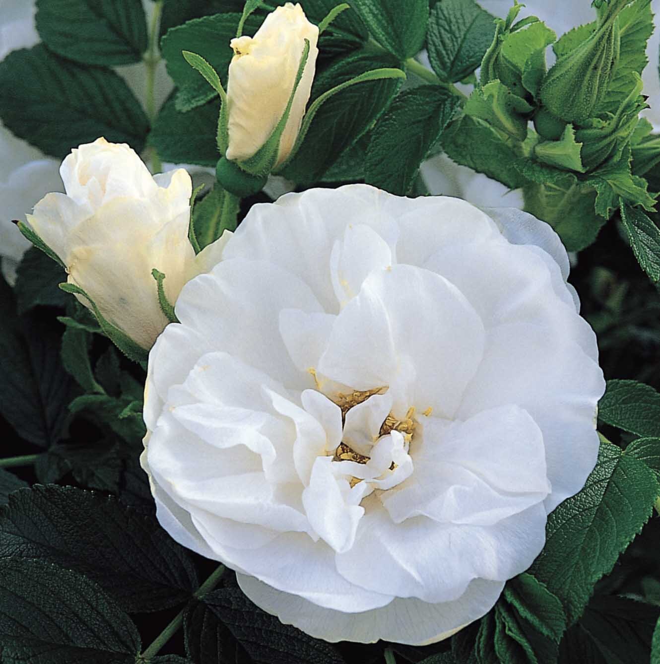 Blanc Double de Coubert Rugosa Rose.jpg