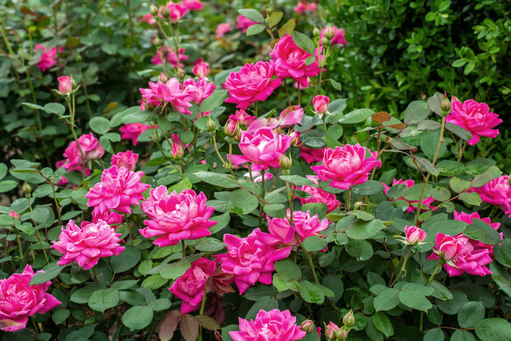 双粉红色灌木玫瑰