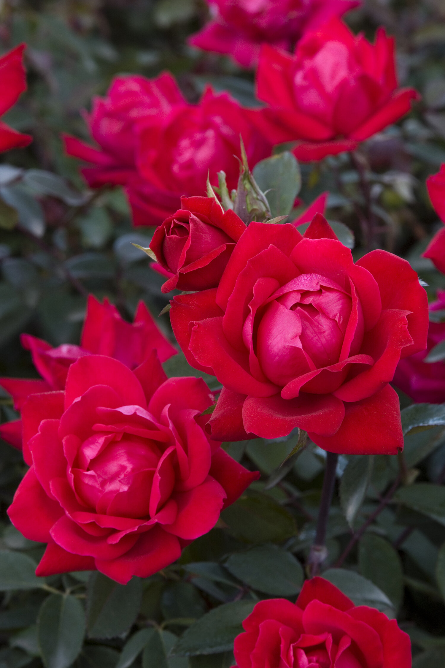 双红灌木玫瑰
