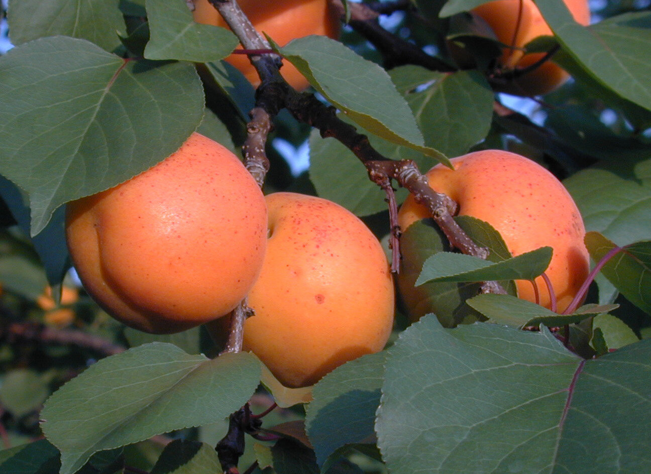 harglow apricot2.jpg