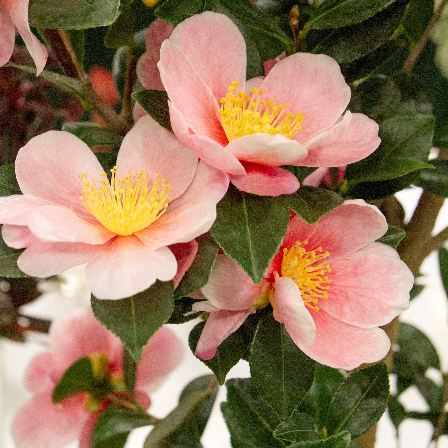 粉红山茶花-蒙罗维亚。jpg
