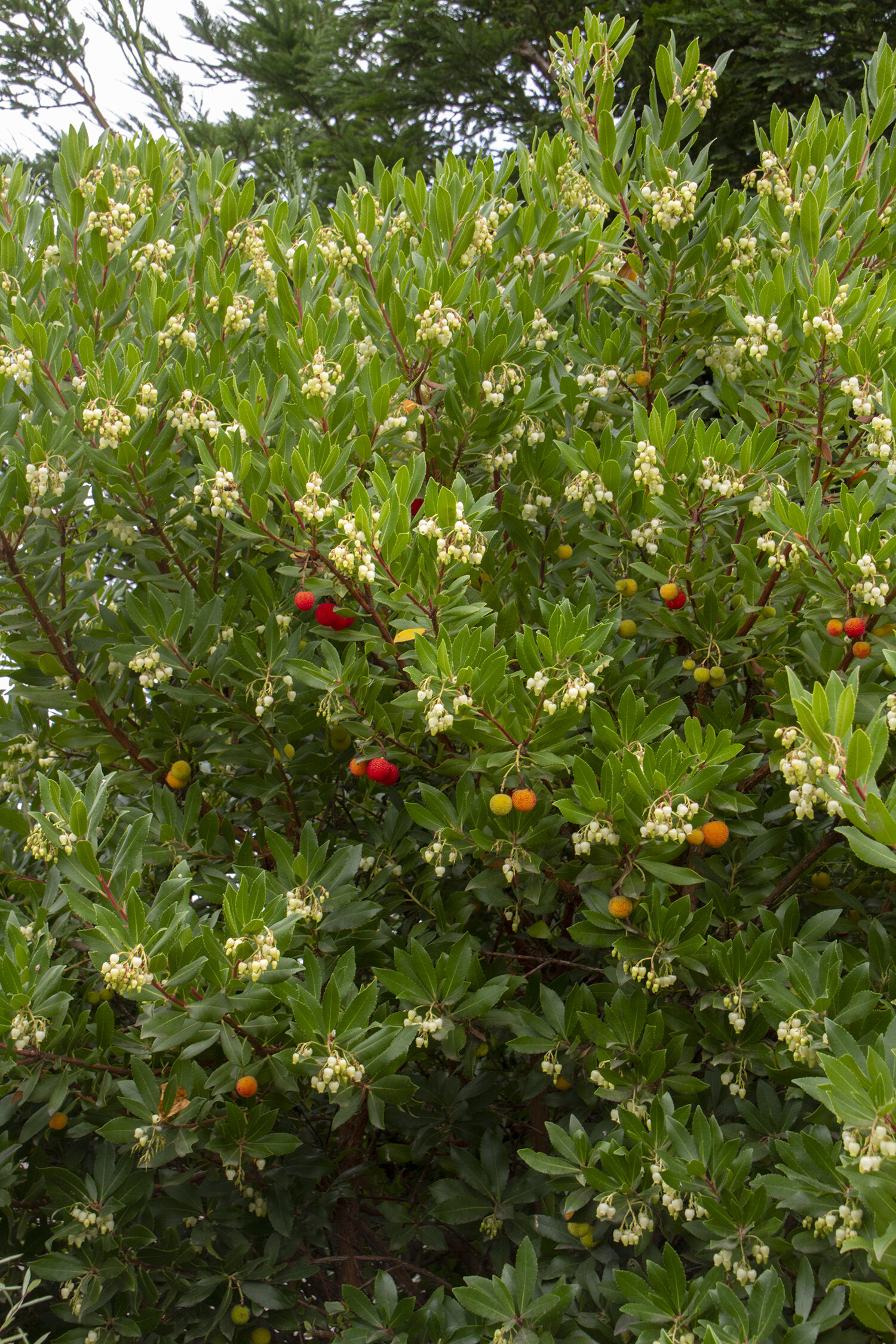 紧凑的草莓树-蒙罗维亚。jpg