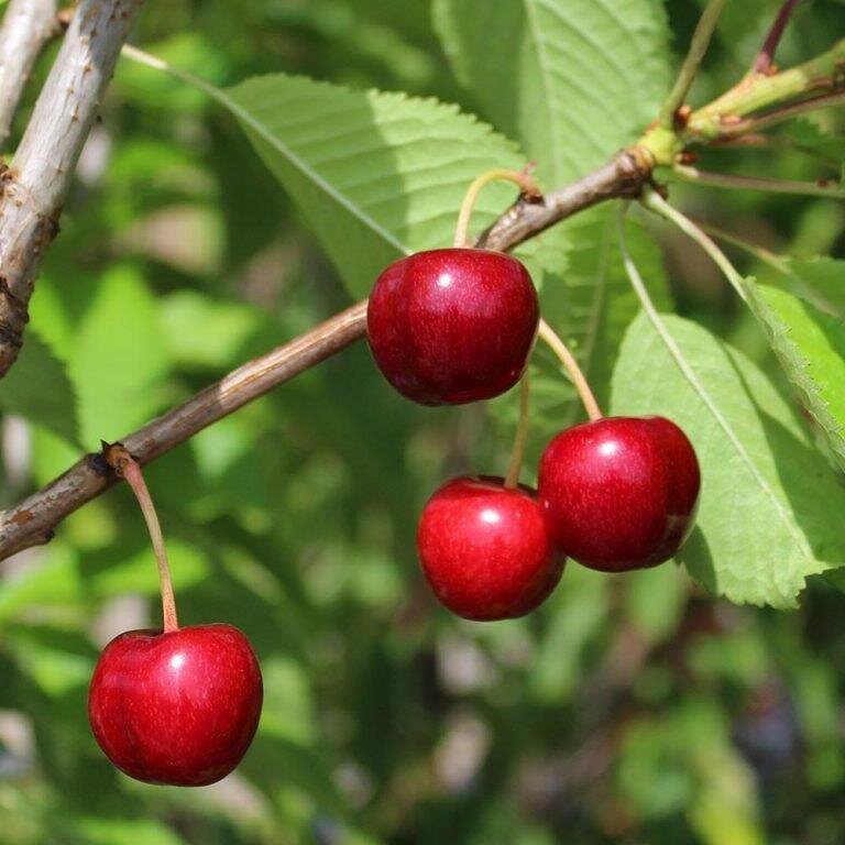 Prunus-X-Kerrasis-Crimson-Passion樱桃-768x768.jpg
