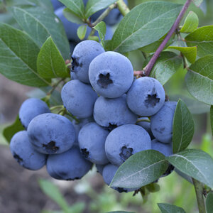 razz blueberry.jpg