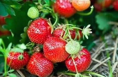 Eversweet+Strawberry.jpg