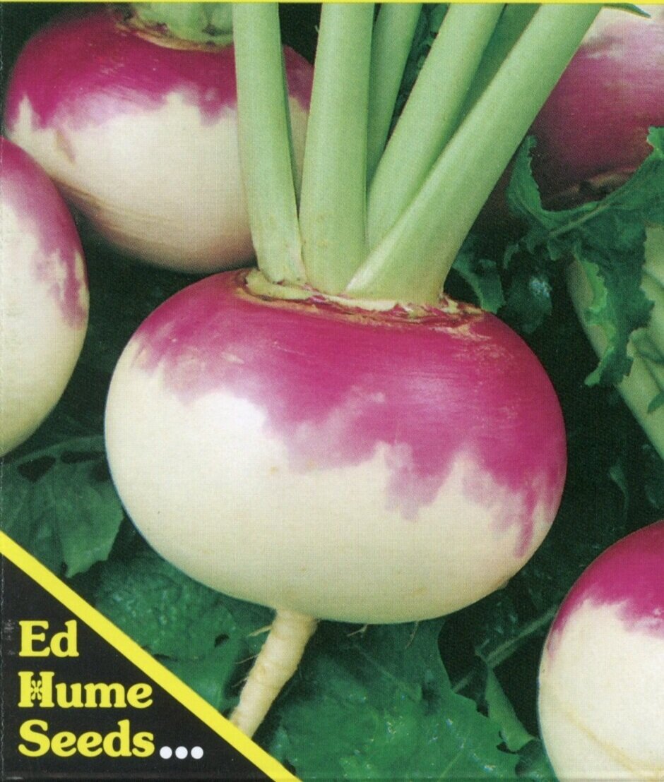 Turnip.jpg