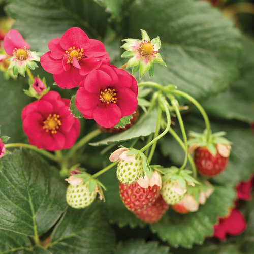 草莓“浆果宝藏”-证明的赢家。jpg