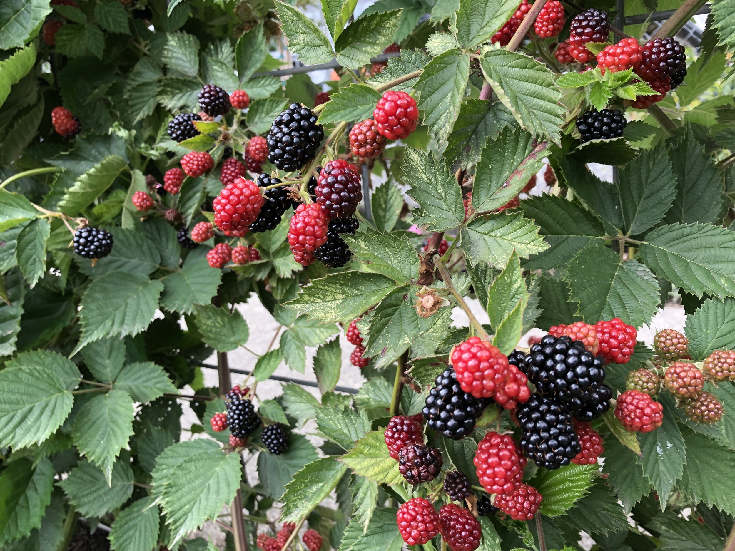 布拉德院子里的黑莓。jpg