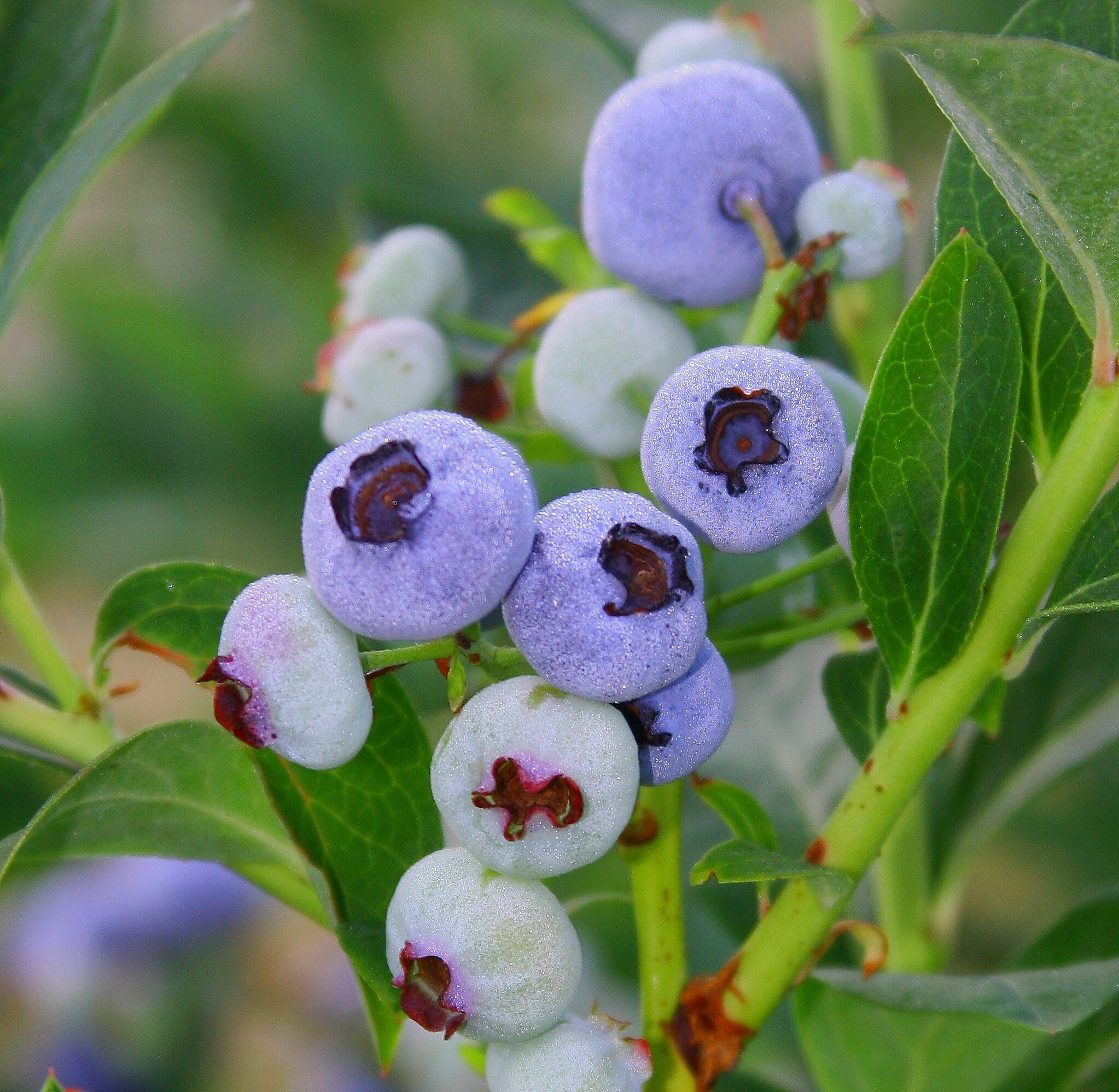 钱德勒蓝莓-蒙罗维亚。jpg