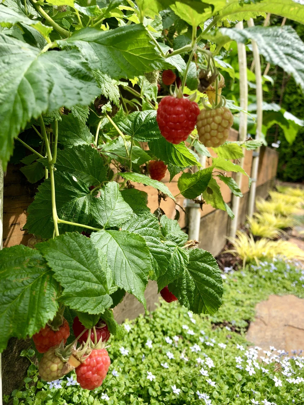 It's Berry Planting Time! — Sunnyside Nursery