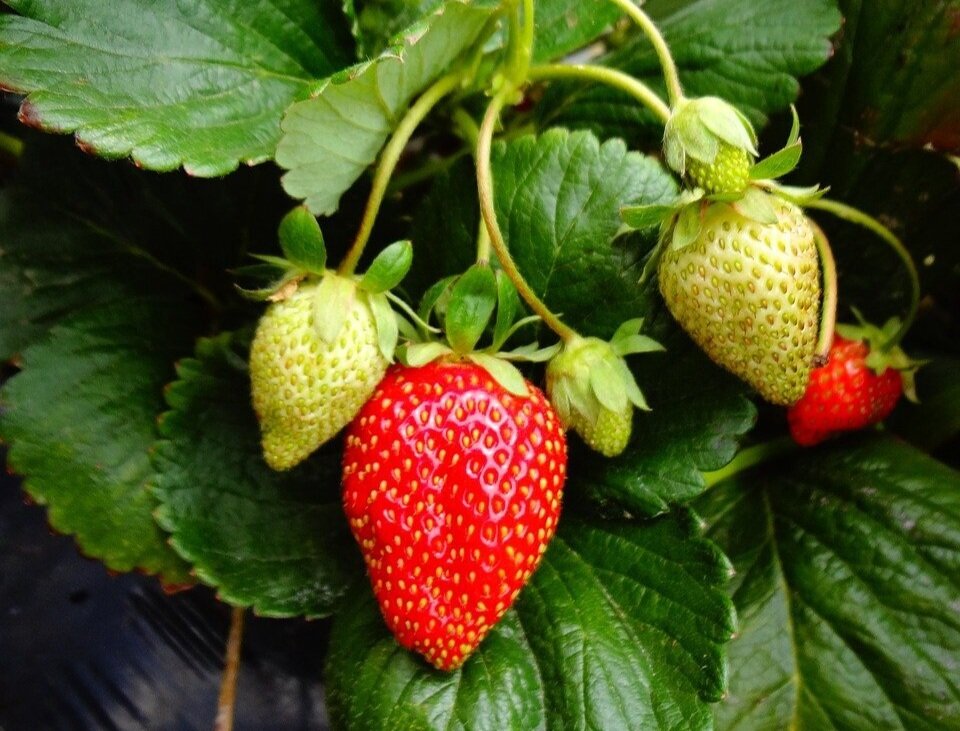 Ozark Beauty Strawberry+Plant.jpg