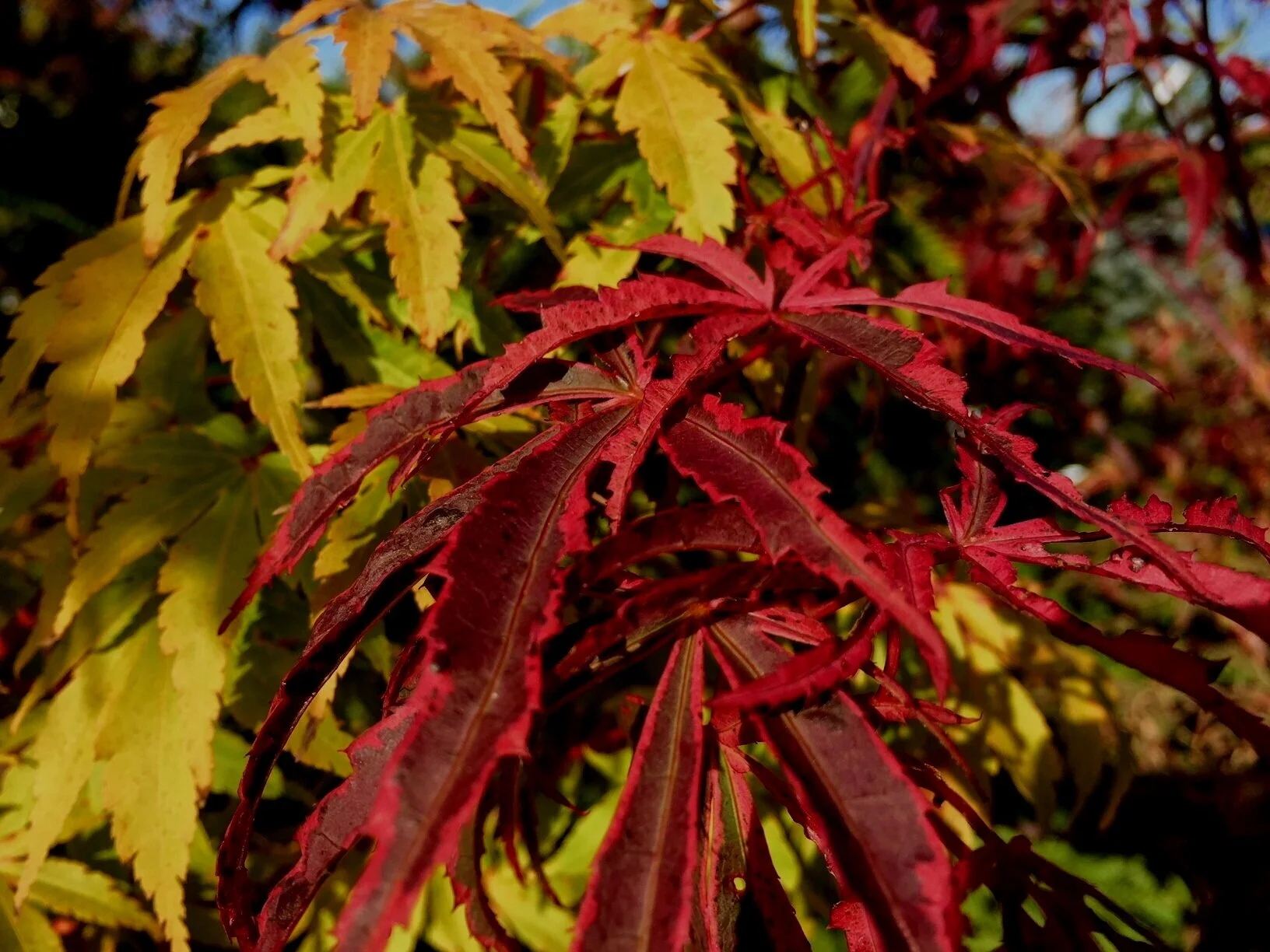 Specialty Japanese Maples — Sunnyside Nursery