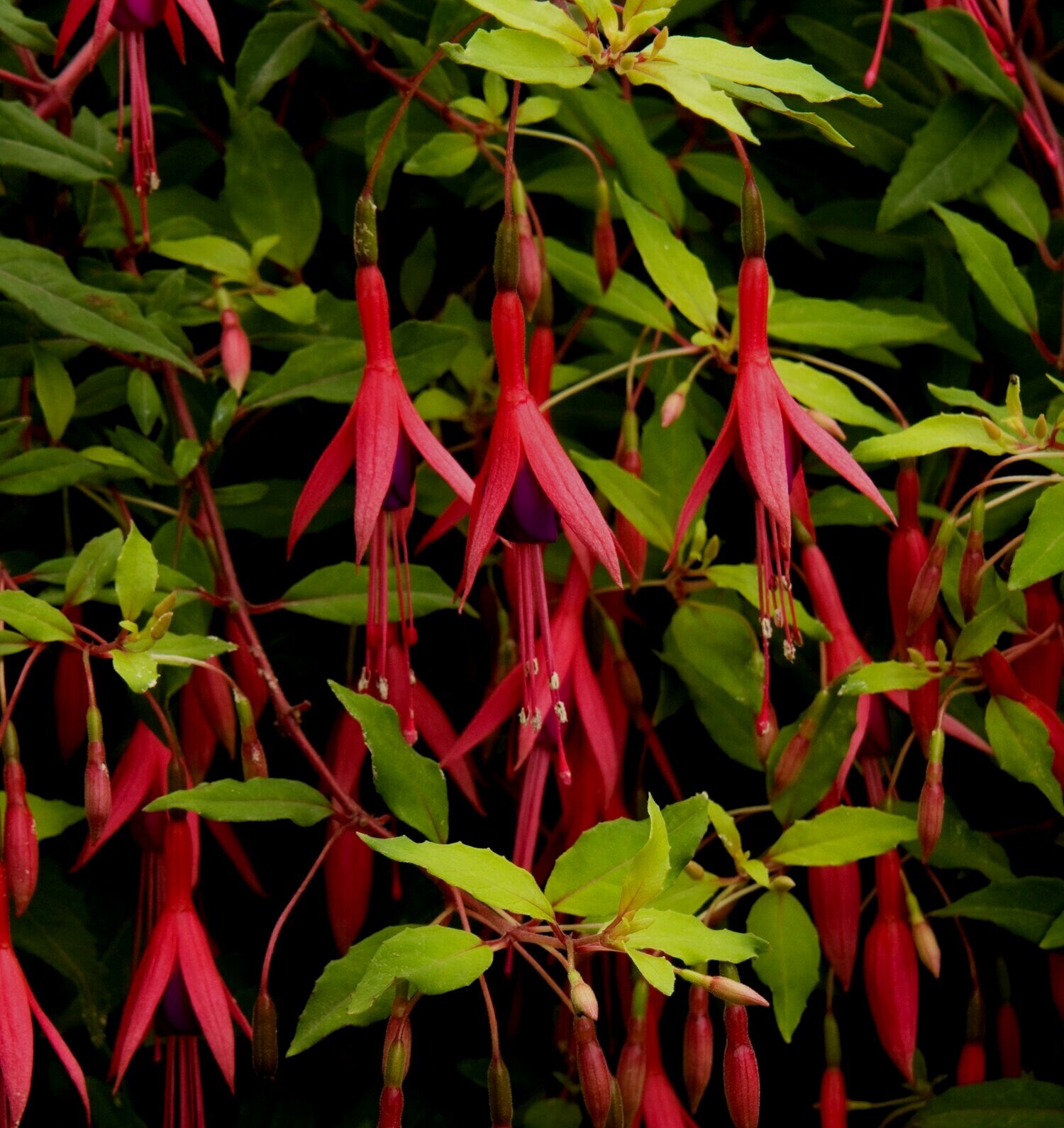 1 PLANT Fuchsia 'Sharpitor' FREE P/P WHEN YOU BUY 3+ ITEMS HARDY