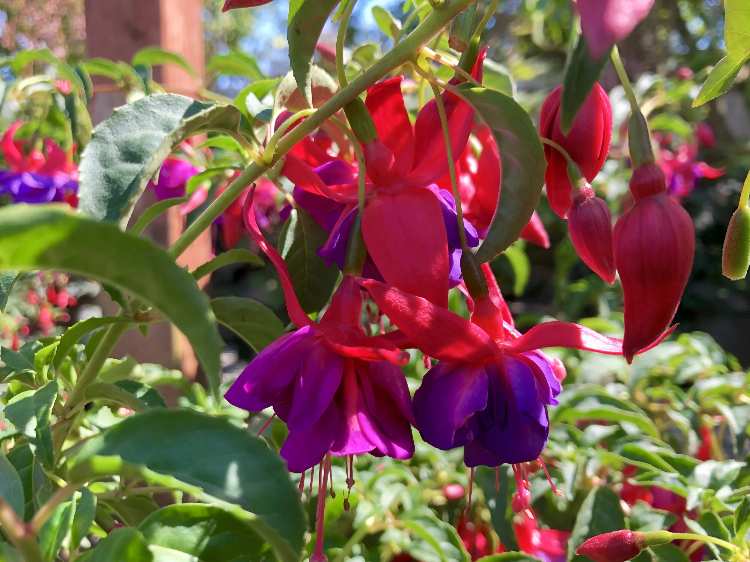 Different Fuchsia Flowers – When do Fuchsias Flower in the UK? – XFNV