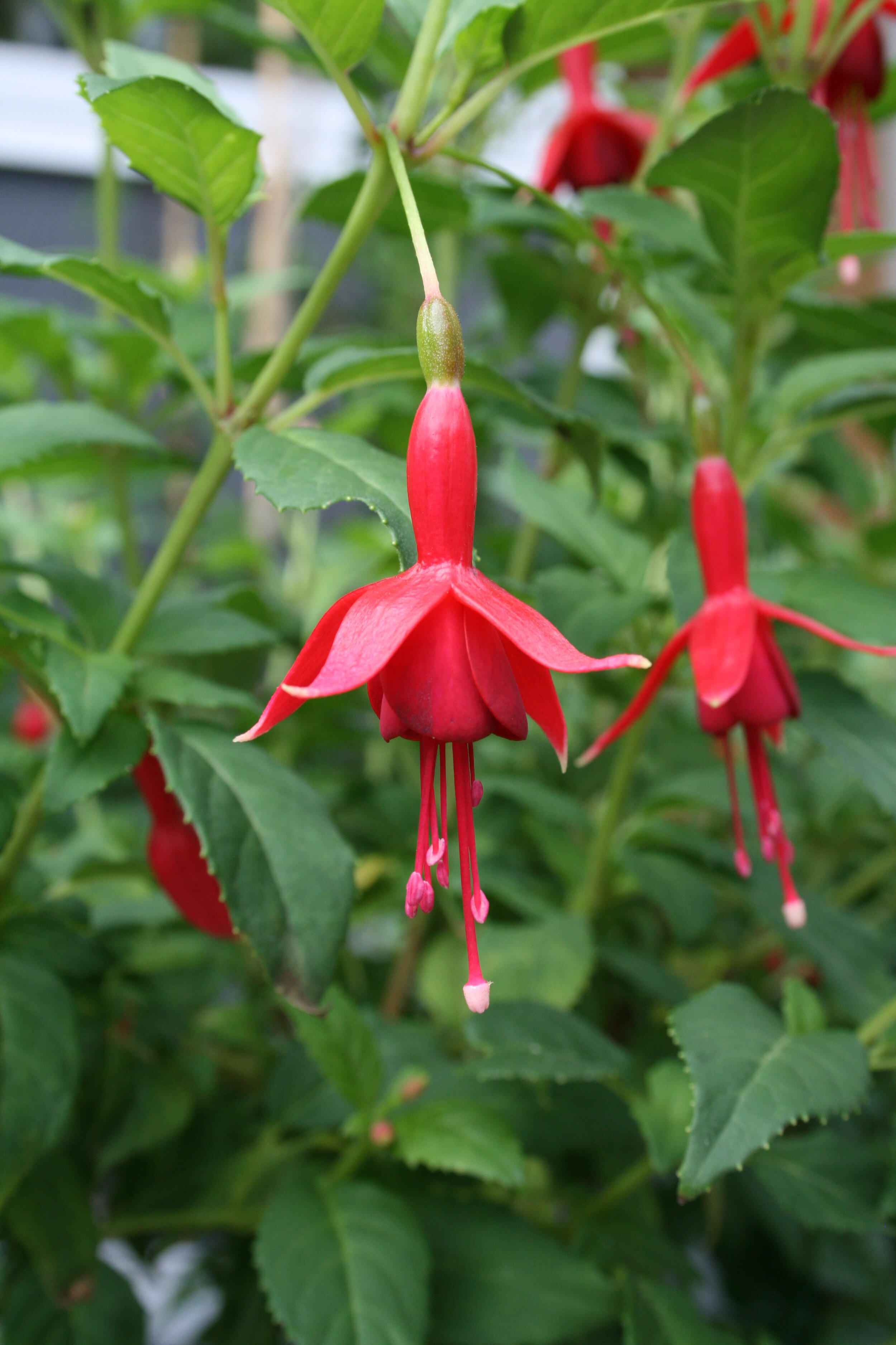 1 PLANT Fuchsia 'Sharpitor' FREE P/P WHEN YOU BUY 3+ ITEMS HARDY