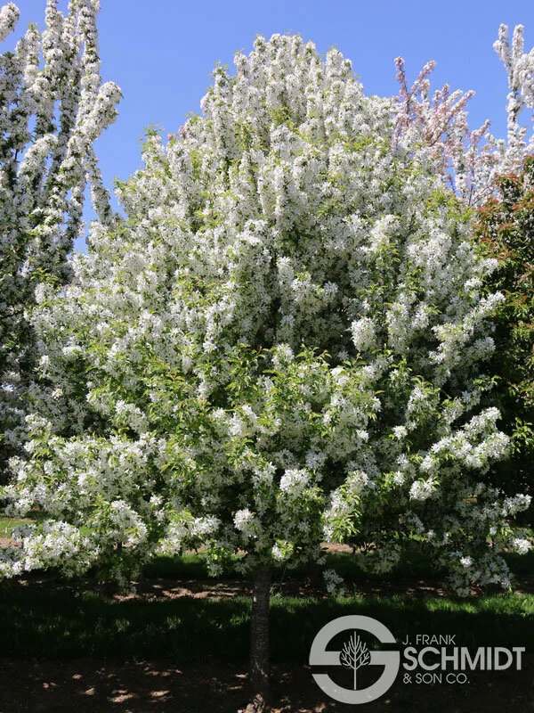 Flowering Crabapples You Can Fall In Love With Sunnyside Nursery