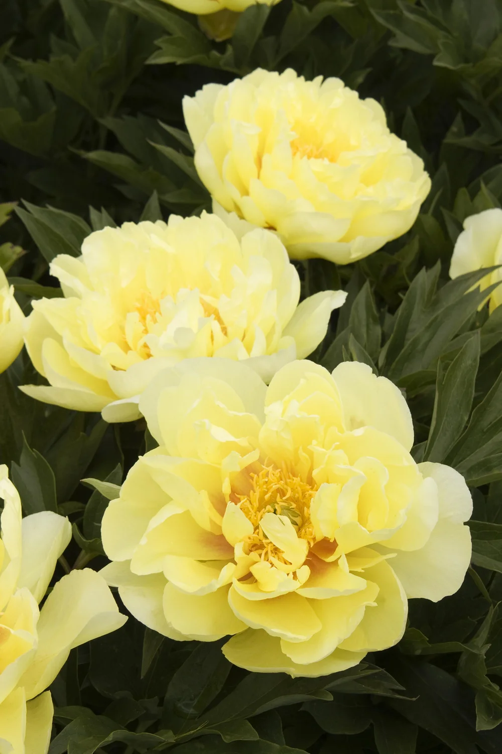 Peonies Sunnyside Nursery