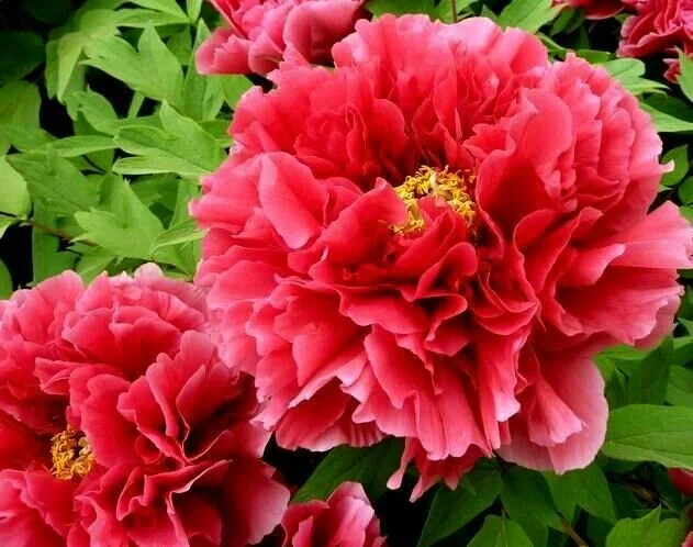 Peony Tree: Houki main image 0