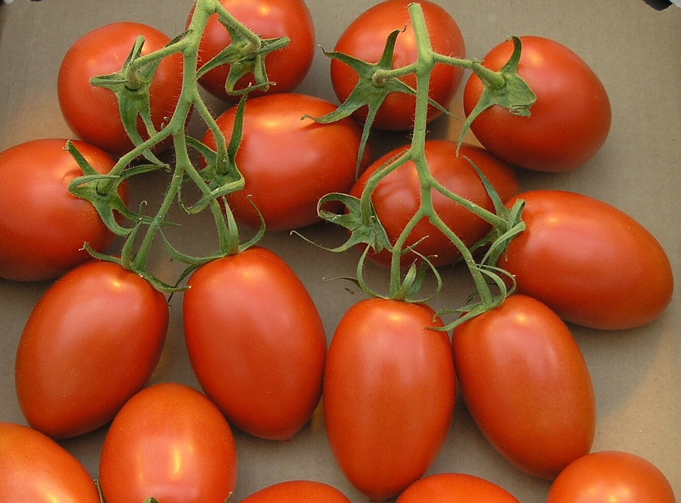 罗马Tomatoes.jpeg