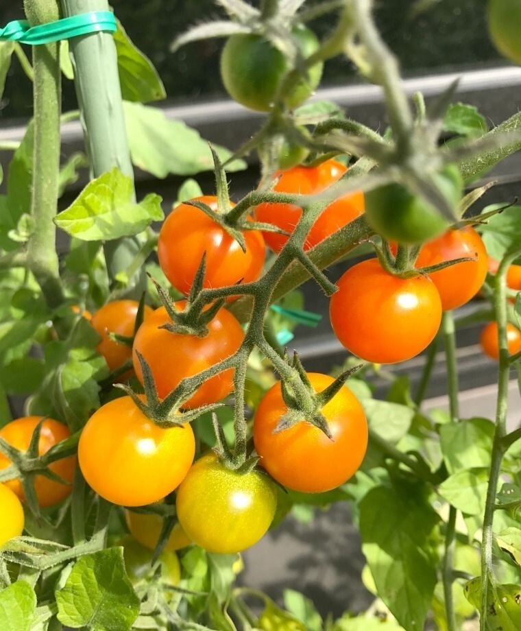 Sungold Tomato.jpeg
