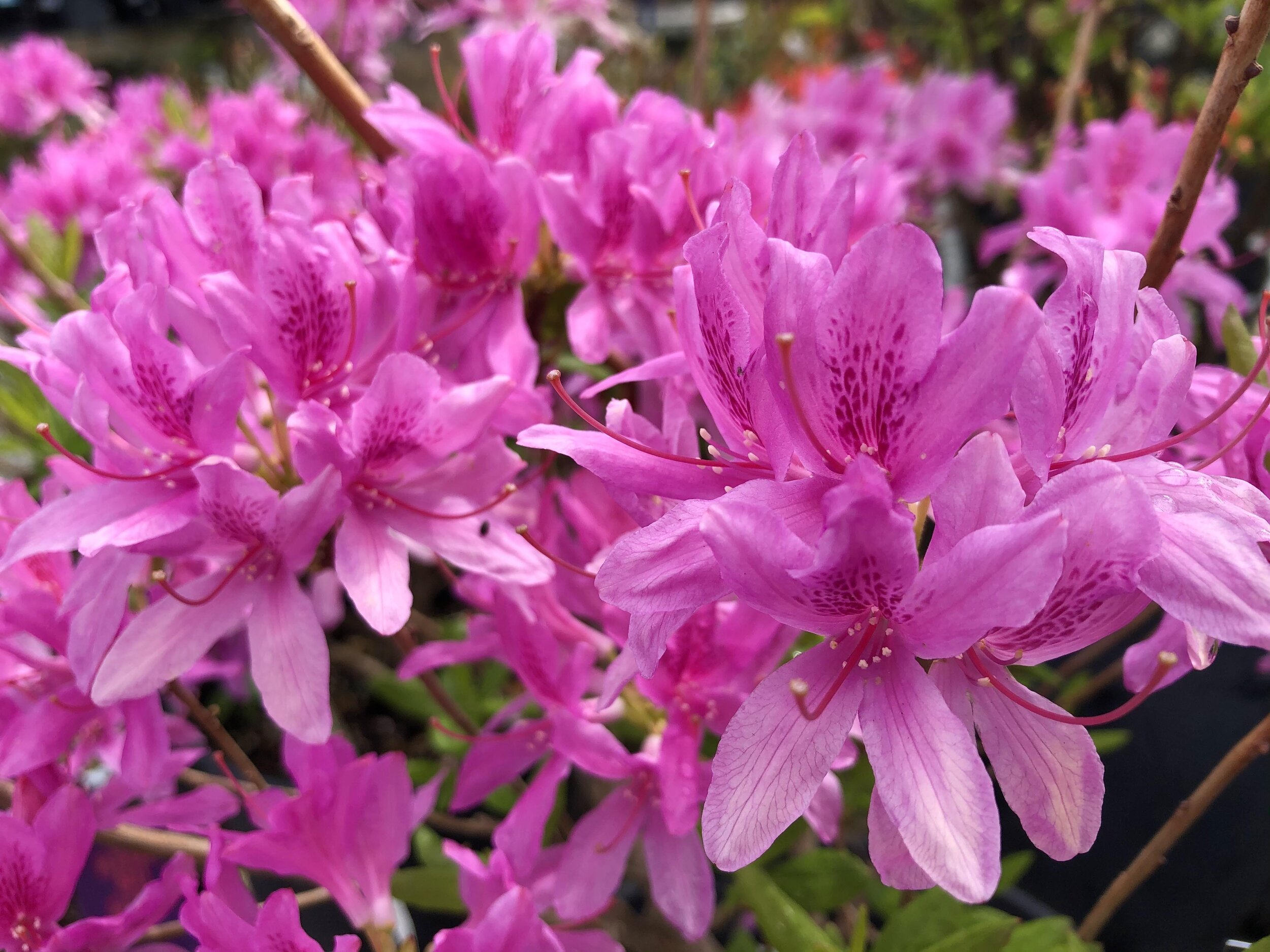 紫丁香灯杜鹃花