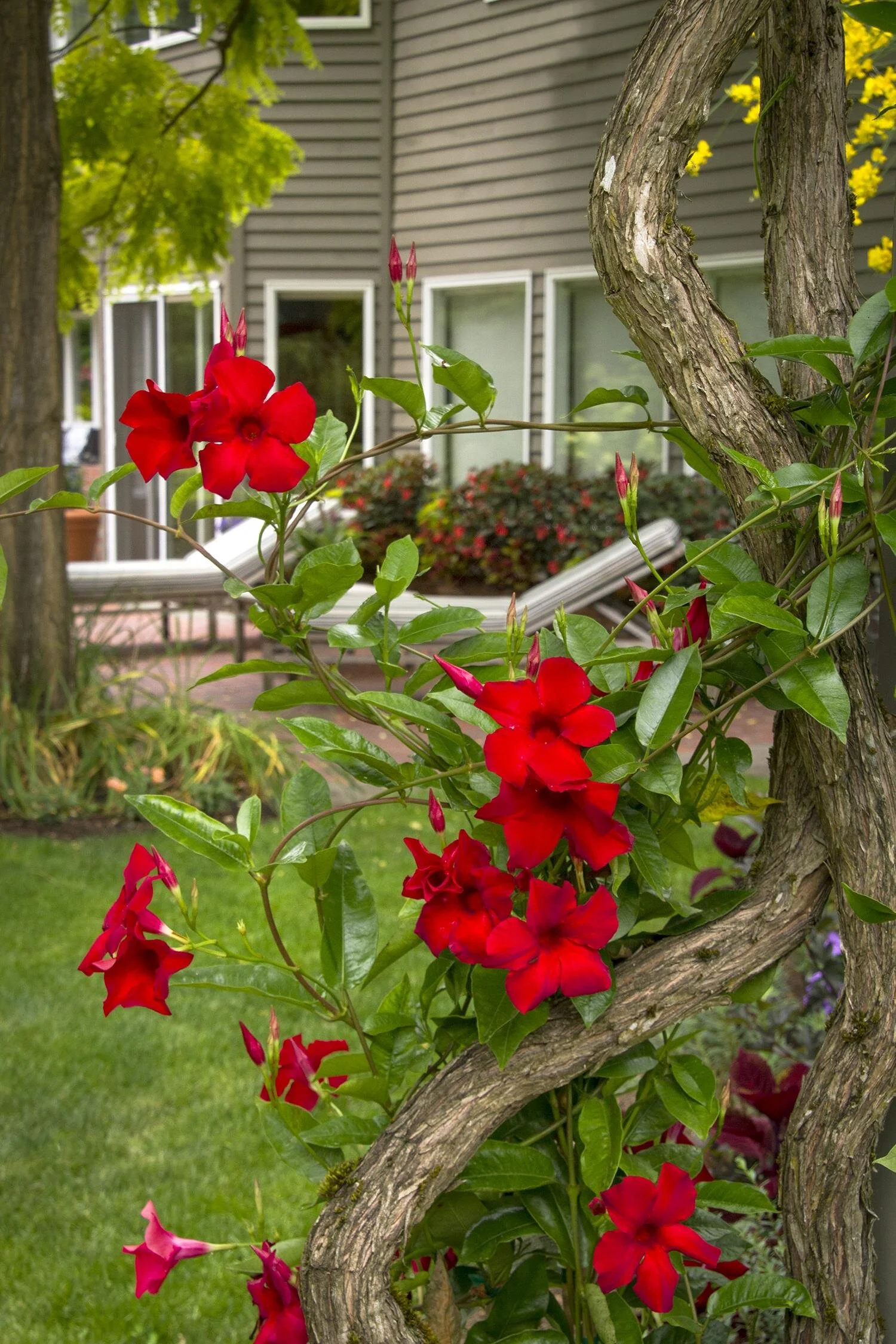 Give These "Annual" Vines A Spot In Your Garden This Summer — Sunnyside ...