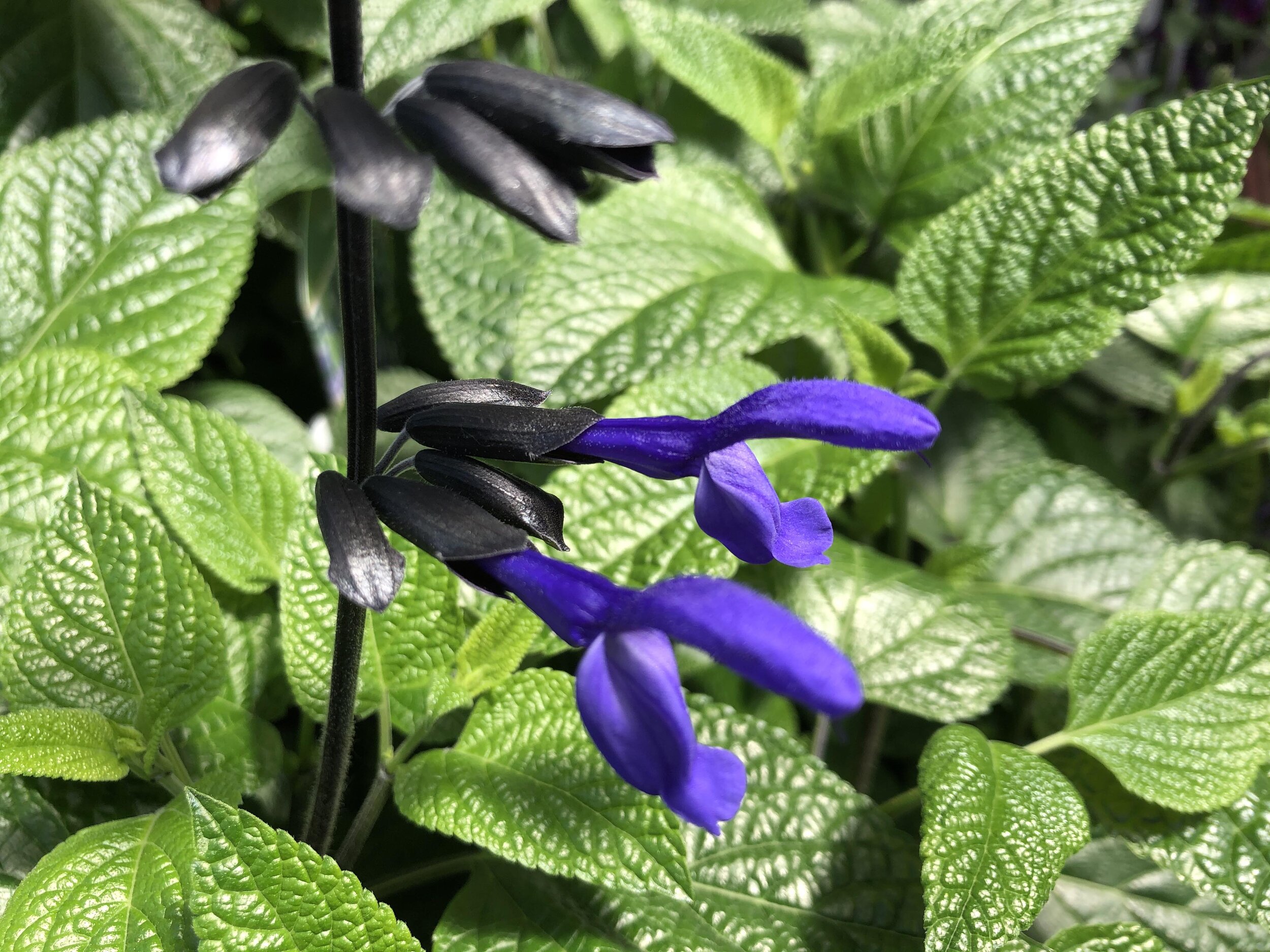 Salvia Black And Bloom.jpg