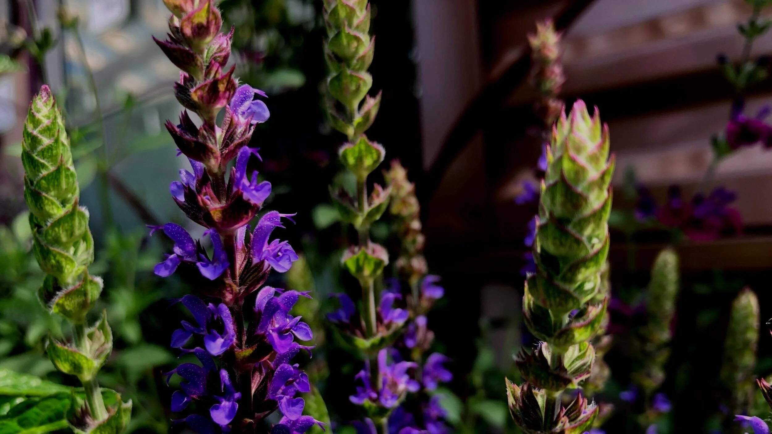 Salivating For Salvias