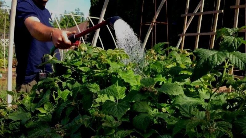 Here's A List Of Garden To-Do's For The Month Of June