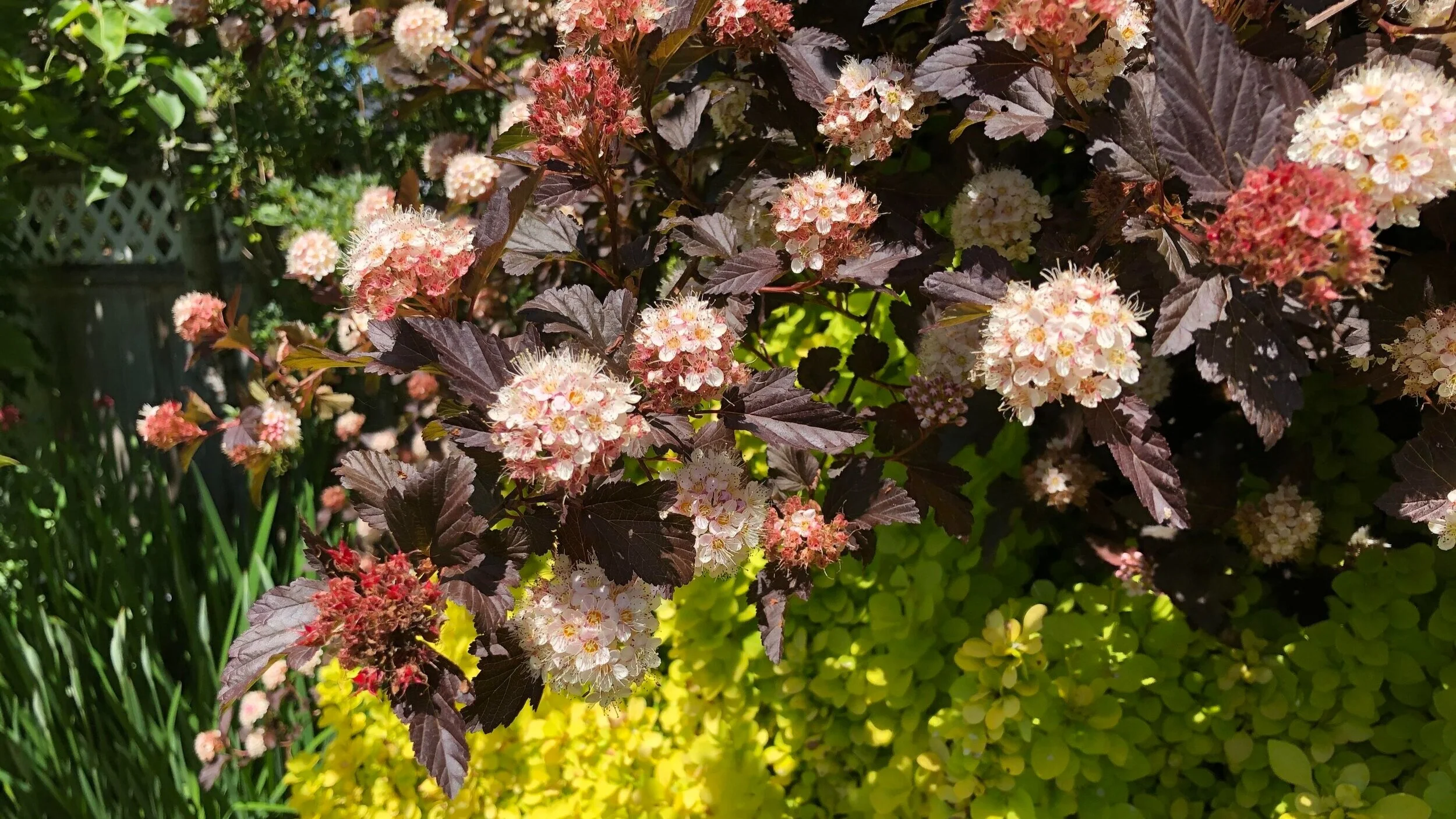 4 New Fabulous Ninebarks To Brighten Up The Garden