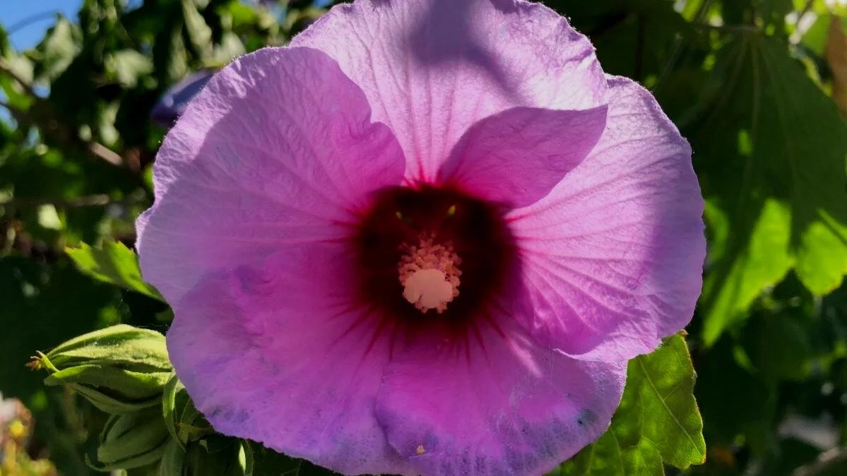 2021 - The Year Of The Hardy Hibiscus