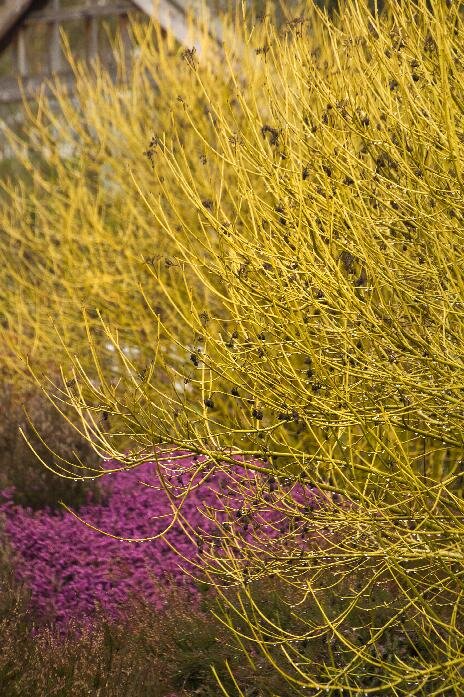黄枝山茱萸-蒙罗维亚。jpg