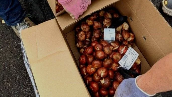 Now Is The Time To Plant Bulbs