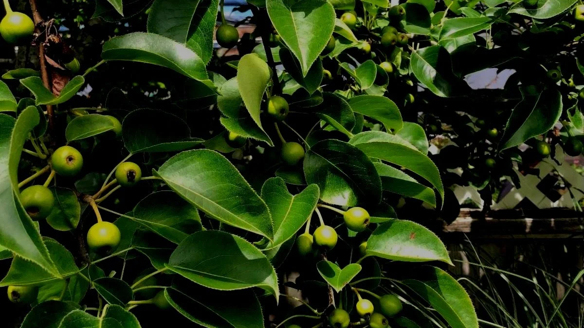 Everything You Never Wanted To Know About Fruit Tree Pollination