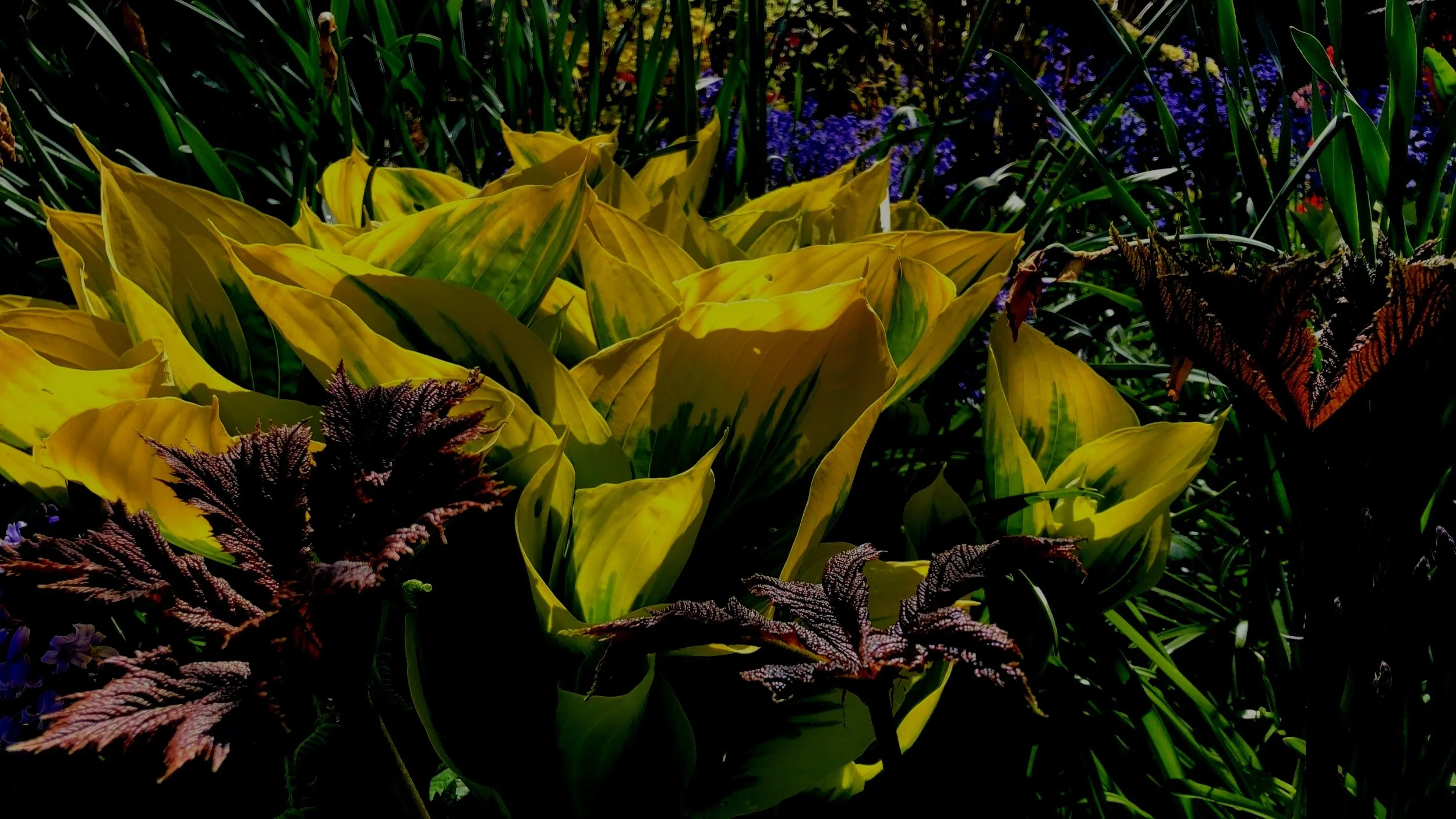 Oh, The Exhilaration Of New Spring Growth