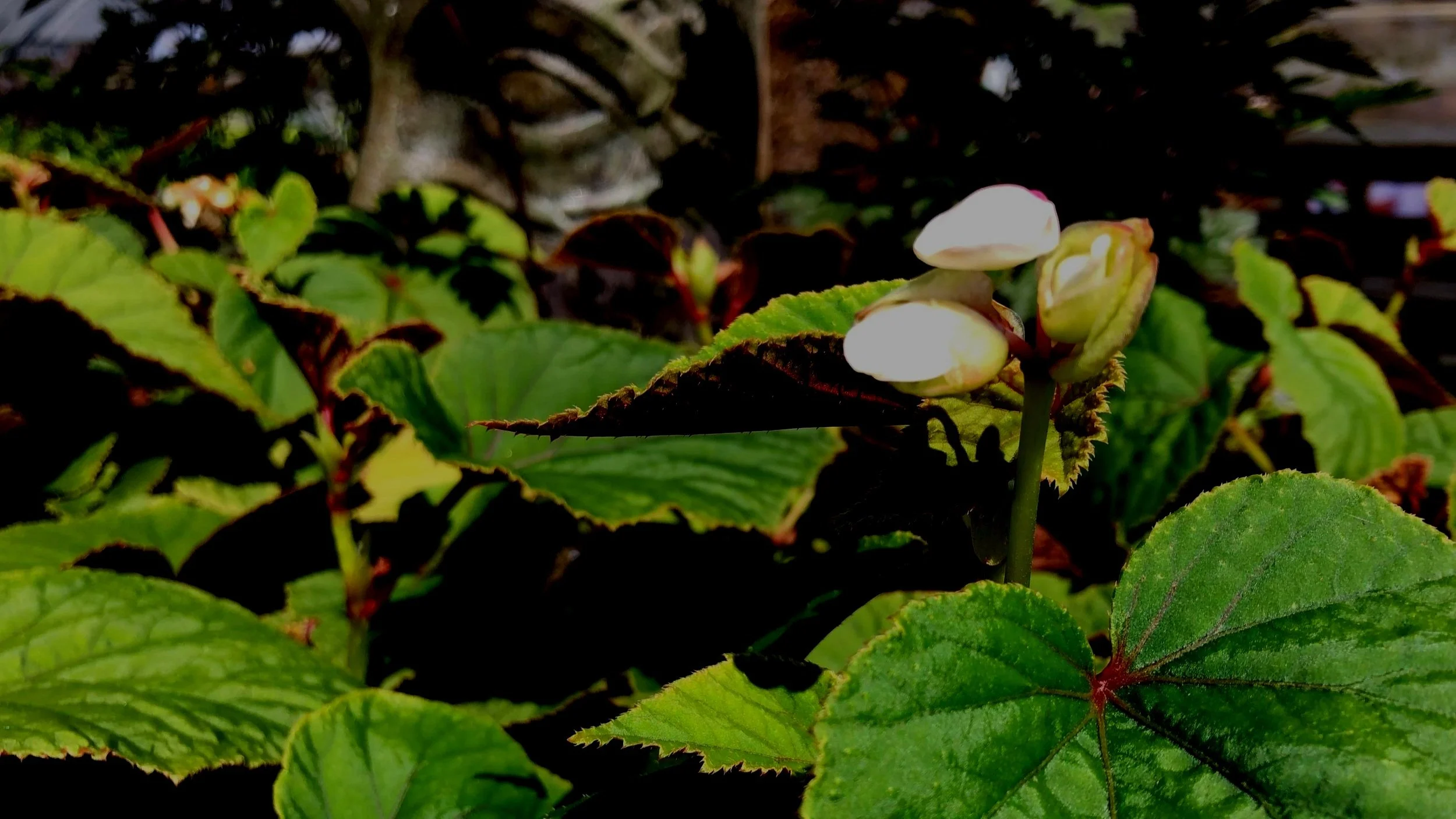 Begonia Grandis — A tropical treasure that is completely hardy for the northwest