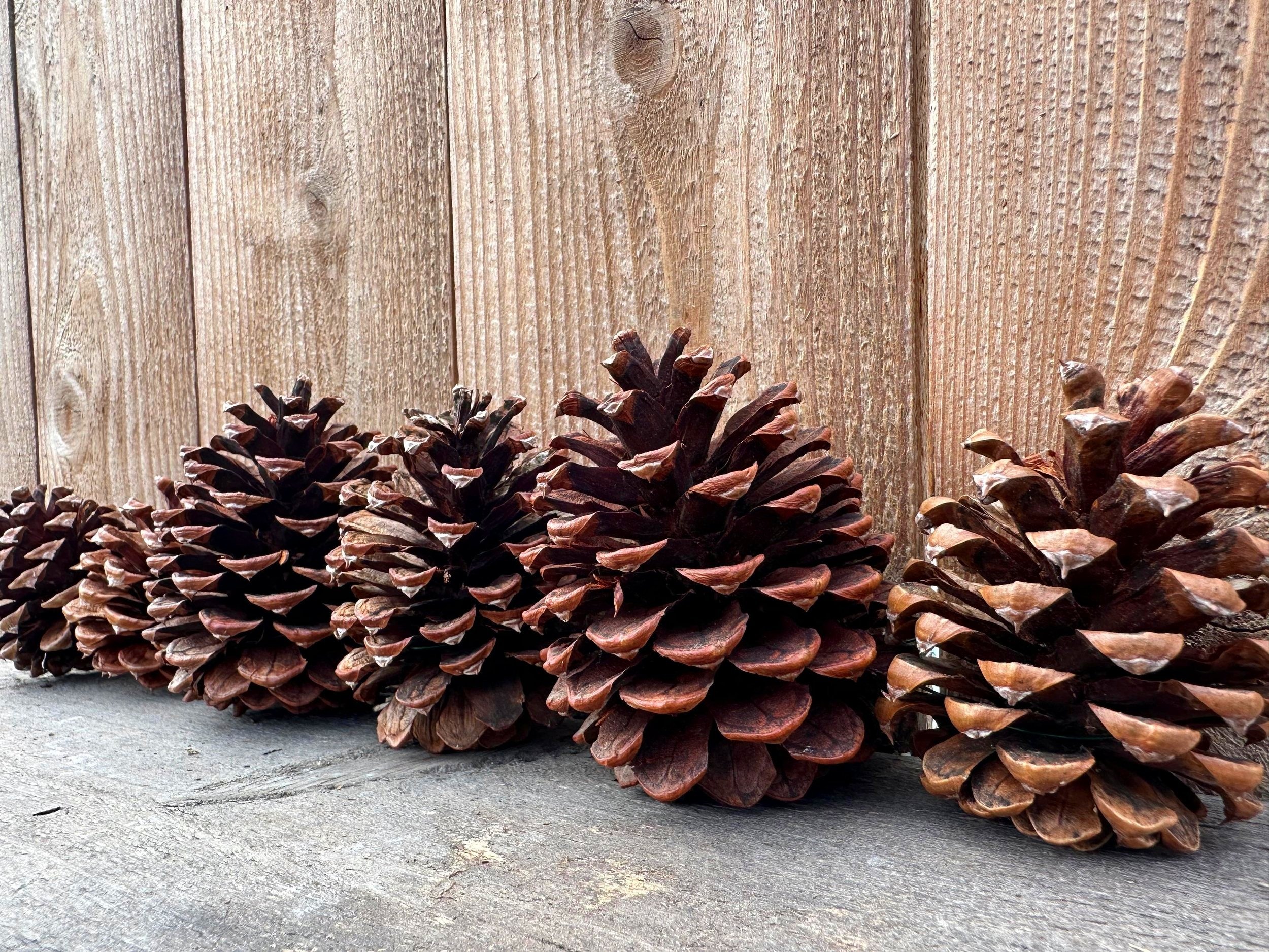Pinecones+from+the+side.jpg
