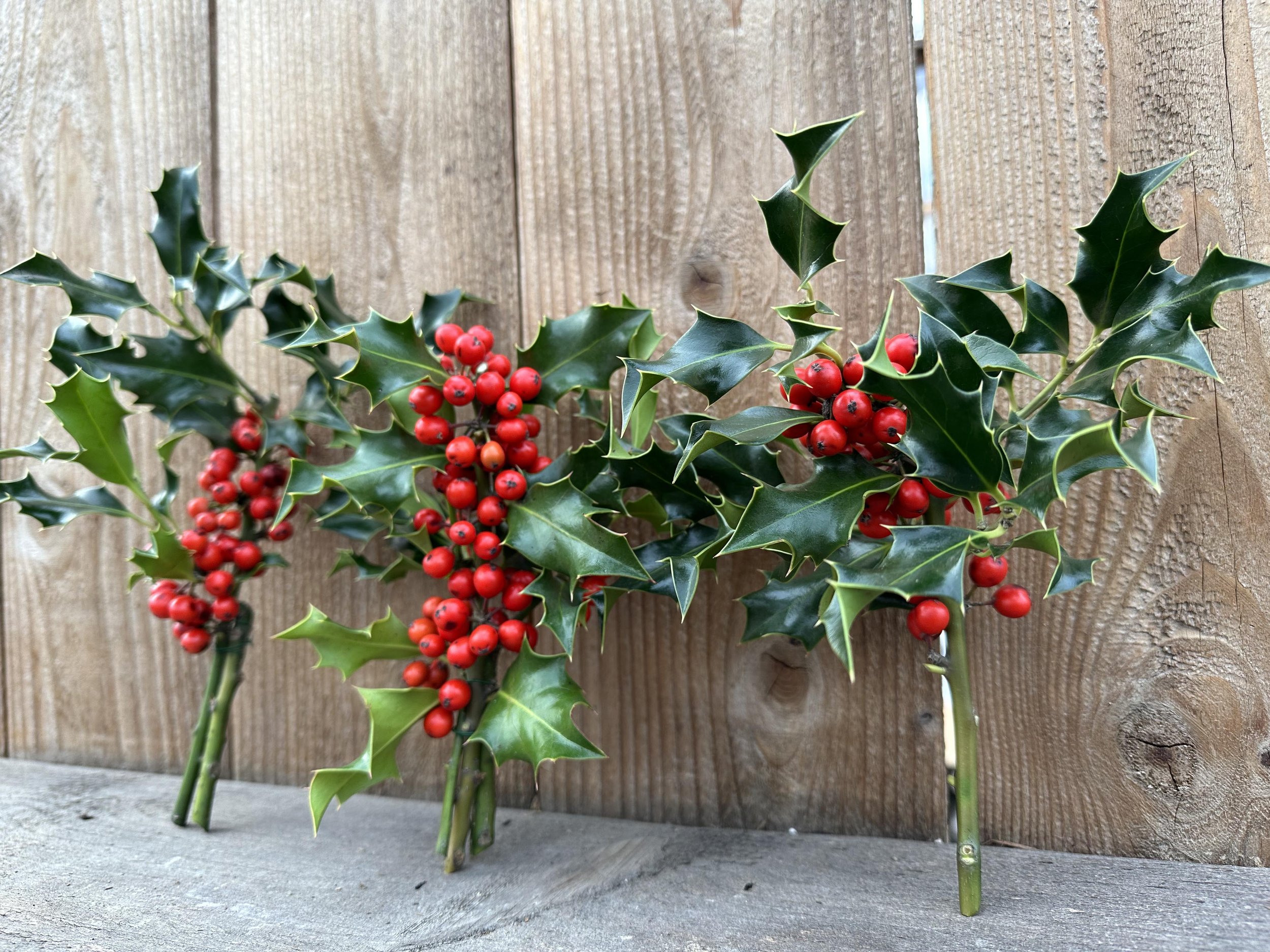 Holly bunches from the side2.jpg
